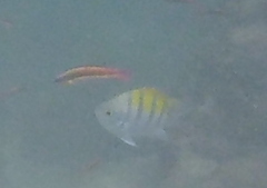 Abudefduf troschelii