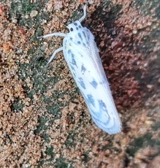 Copsyrna maculata