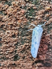 Copsyrna maculata