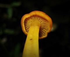 Pseudohygrocybe