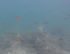 Thalassoma lucasanum