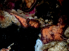 Botrylloides leachii