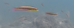 Thalassoma lucasanum