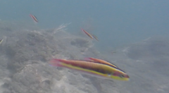 Thalassoma lucasanum