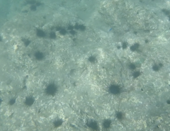 Echinometra vanbrunti