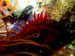 Phlyctenanthus australis