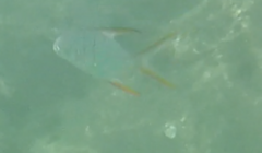 Trachinotus rhodopus