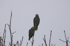 Amazona autumnalis autumnalis