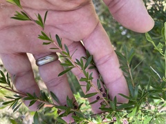 Kunzea leptospermoides