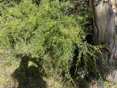 Kunzea leptospermoides