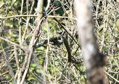 Dendrocopos atratus