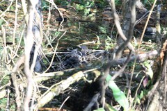 Enicurus leschenaulti