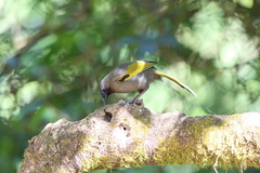 Trochalopteron melanostigma