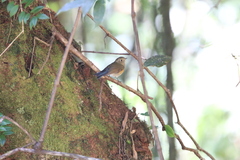 Tarsiger rufilatus