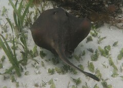 Trygonoptera testacea