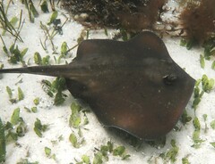 Trygonoptera testacea