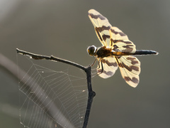 Rhyothemis graphiptera