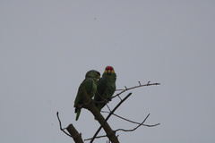 Amazona autumnalis autumnalis