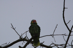 Amazona autumnalis autumnalis