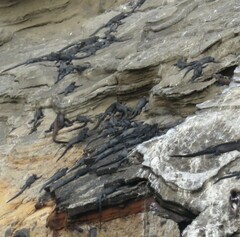 Amblyrhynchus cristatus