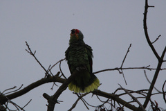 Amazona autumnalis autumnalis