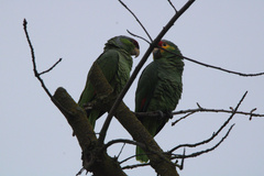 Amazona autumnalis autumnalis