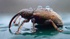 Curculionidae