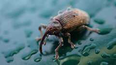 Curculionidae