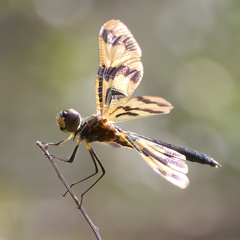 Rhyothemis graphiptera