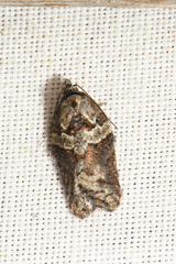 Acleris pulverosana