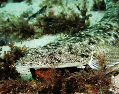 Platycephalus fuscus