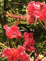 Caesalpinia