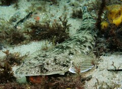 Platycephalus fuscus