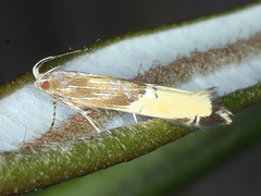 Labdia deliciosella