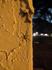 Selenops submaculosus