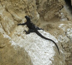 Amblyrhynchus cristatus