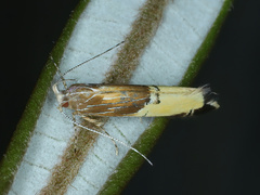 Labdia deliciosella