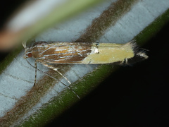 Labdia deliciosella