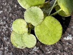 Limnobium laevigatum