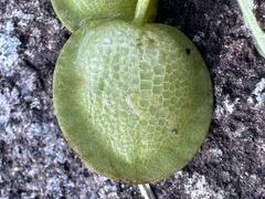 Limnobium laevigatum