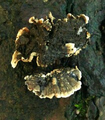 Stereum sanguinolentum