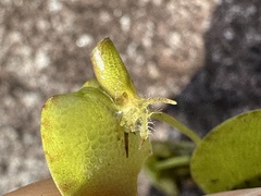 Limnobium laevigatum