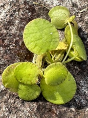 Limnobium laevigatum