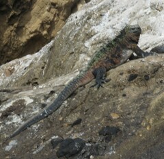 Amblyrhynchus cristatus