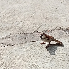 Passer domesticus