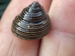 Calliostoma