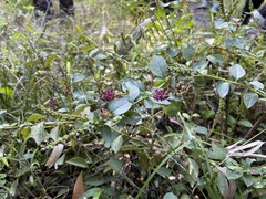 Veronicastrum loshanense