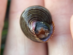 Calliostoma