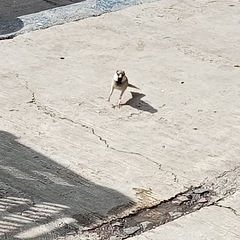 Passer domesticus