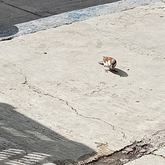 Passer domesticus